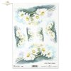 margerytka, margerytki, kwiat, ogród, łąka, wiosna, autorka grafiki Maria Kopeć, R908, marguerite, flower, garden, meadow, spring, Margerite, Blume, Garten, Wiese, Frühling, marguerite, marguerites, flor, jardín, prado, primavera